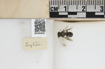 Media type: image;   Entomology 785843 Aspect: labels